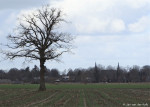 zicht op Wierden